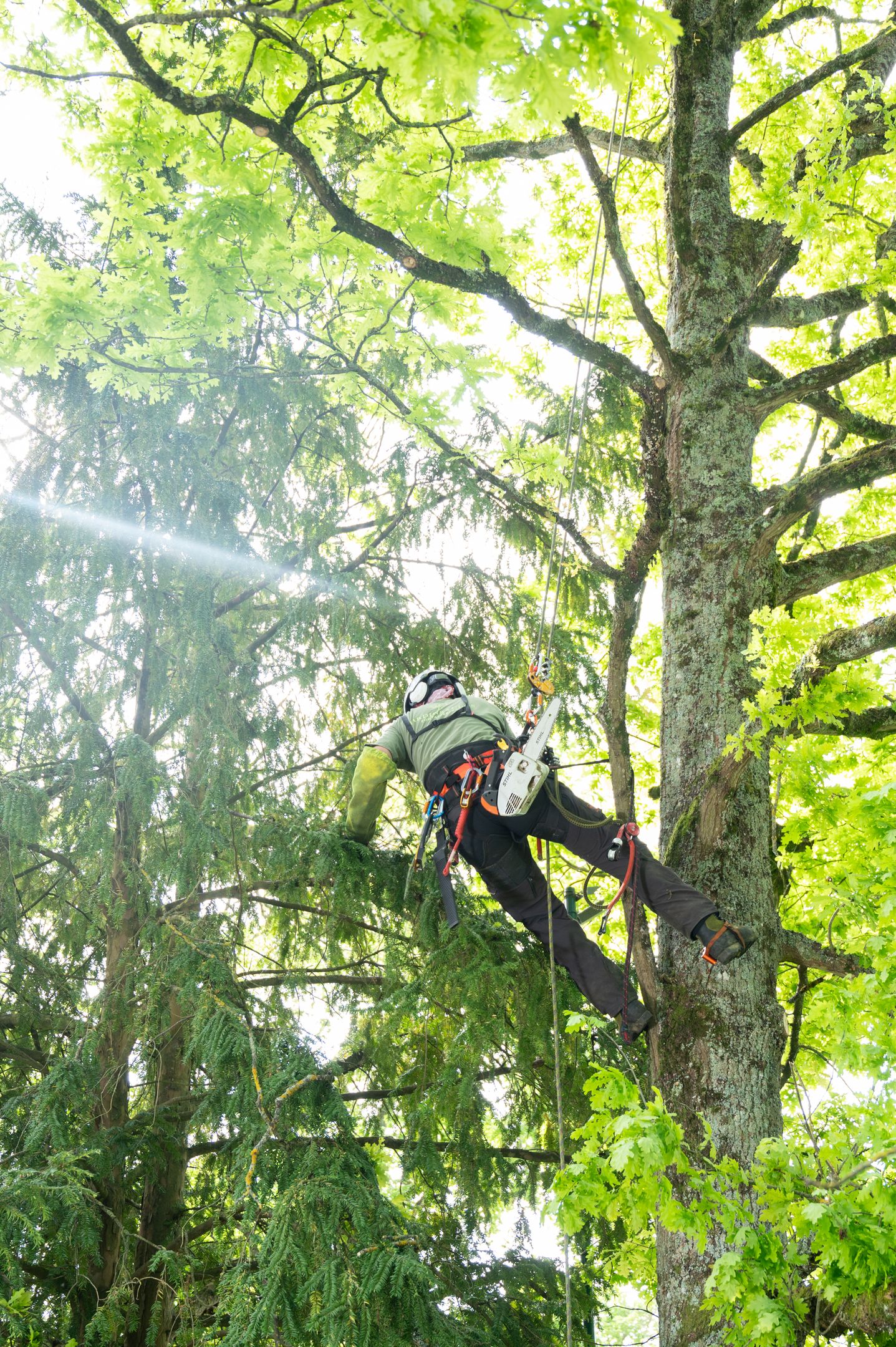 Nos arboristes au service de vos arbres